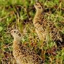 Willow Ptarmigan chicks in a field.